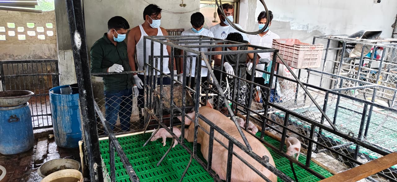 प्रजनन पेन पिंजरों में स्वस्थ साउज़ और नवजात पिगलेट्स के साथ फ़ारोइंग प्रक्रिया की वैज्ञानिक जांच